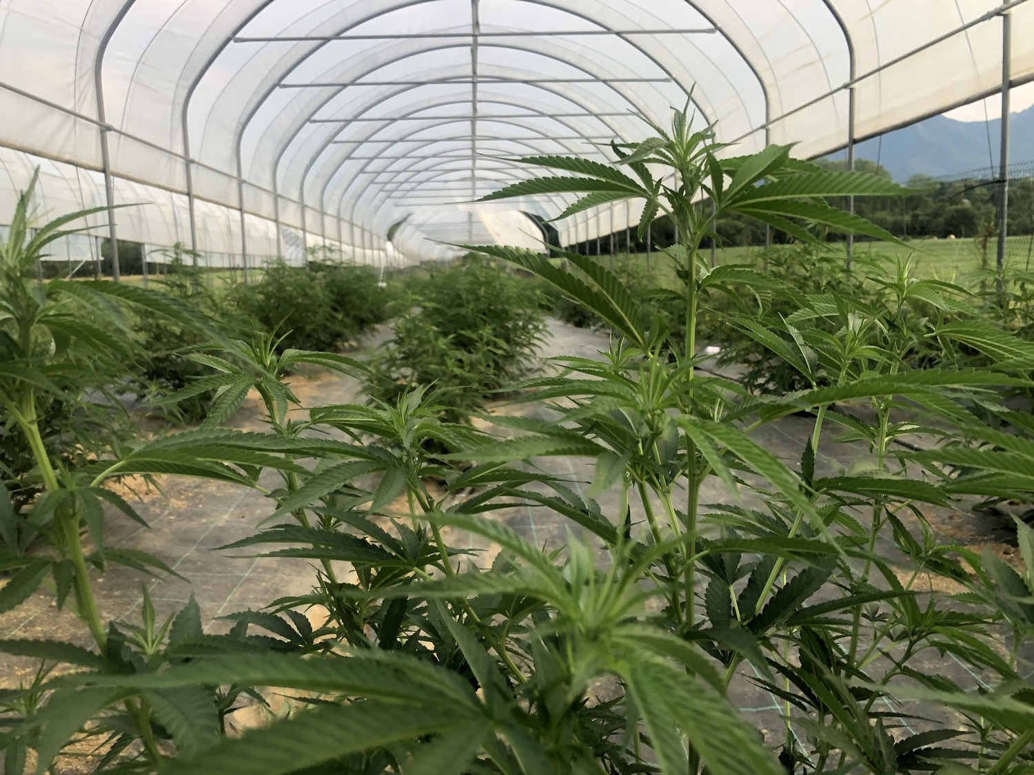 greenhouse